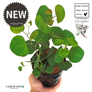 [Ji||Xj 4 F _C vX`bN 1 yMERRt@Co[z ۏ }o ۏꃆ[J [J̖ RA RA̖ Eucalyptus polyanthemos