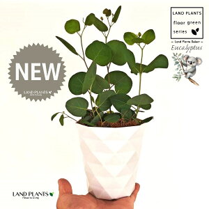 [Ji||Xj 4 F _C vX`bN 1 yMERRt@Co[z ۏ }o ۏꃆ[J [J̖ RA RA̖ Eucalyptus polyanthemos