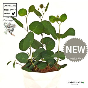 [Ji||Xj 4 F _C vX`bN 1 yMERRt@Co[z ۏ }o ۏꃆ[J [J̖ RA RA̖ Eucalyptus polyanthemos