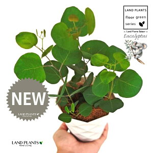 [Ji||Xj 4 F _C vX`bN 1 yMERRt@Co[z ۏ }o ۏꃆ[J [J̖ RA RA̖ Eucalyptus polyanthemos