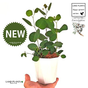 [Ji||Xj 4 F gX vX`bN 1 yMERRt@Co[z ۏ }o ۏꃆ[J [J̖ RA RA̖ Eucalyptus polyanthemos