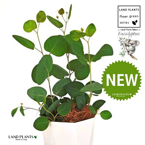 [Ji||Xj 4 F gX vX`bN 1 yMERRt@Co[z ۏ }o ۏꃆ[J [J̖ RA RA̖ Eucalyptus polyanthemos