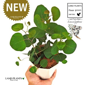 [Ji||Xj 4 F gX vX`bN 1 yMERRt@Co[z ۏ }o ۏꃆ[J [J̖ RA RA̖ Eucalyptus polyanthemos