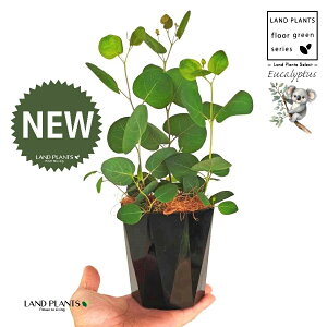 [Ji||Xj 4 F gX vX`bN 1 yMERRt@Co[z ۏ }o ۏꃆ[J [J̖ RA RA̖ Eucalyptus polyanthemos