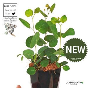 [Ji||Xj 4 F gX vX`bN 1 yMERRt@Co[z ۏ }o ۏꃆ[J [J̖ RA RA̖ Eucalyptus polyanthemos