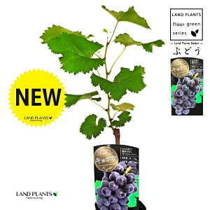 uhEiFLzEj 3.5 |bgc 1   c c ʎ uhE̖ ̖ } } }ؕc ECN grape Vitis spp