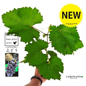uhEiFLzEj 3.5 |bgc 1   c c ʎ uhE̖ ̖ } } }ؕc ECN grape Vitis spp