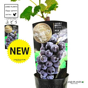 uhEiFLzEj 3.5 |bgc 1   c c ʎ uhE̖ ̖ } } }ؕc ECN grape Vitis spp