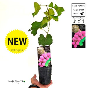 uhEiL^TLbhj 3.5 |bgc 1   c c ʎ uhE̖ ̖ } } }ؕc ECN grape Vitis spp