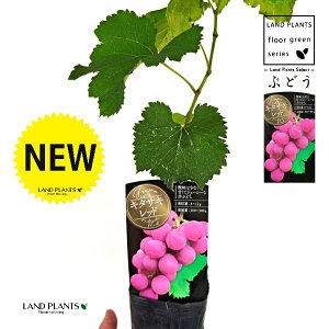 uhEiL^TLbhj 3.5 |bgc 1   c c ʎ uhE̖ ̖ } } }ؕc ECN grape Vitis spp