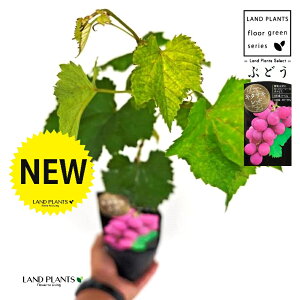 uhEiL^TLbhj 3.5 |bgc 1   c c ʎ uhE̖ ̖ } } }ؕc ECN grape Vitis spp