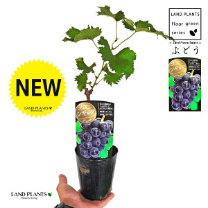 uhEiVMNFʁj 3.5 |bgc 1   c c ʎ uhE̖ ̖ } } }ؕc ECN grape Vitis spp