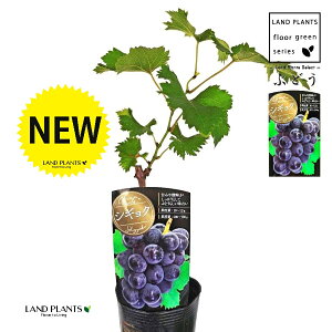 uhEiVMNFʁj 3.5 |bgc 1   c c ʎ uhE̖ ̖ } } }ؕc ECN grape Vitis spp