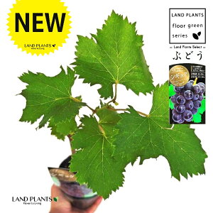 uhEiVMNFʁj 3.5 |bgc 1   c c ʎ uhE̖ ̖ } } }ؕc ECN grape Vitis spp