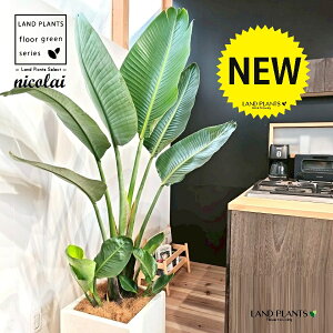 I[KX^iXg`AEjRCj 10 F t@Co[ L[u^ 픫 1 yMERRt@Co[z Xg`jRC SNN`EJ strelitzianicolai augusta