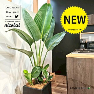 オーガスタ(ストレリチア・ニコライ) 10号 黒色 ファイバー製 キューブ型 陶器鉢 1鉢 【内部受皿・ココファイバー】 ストレリチニコライ ゴクラクチョウカ strelitzianicolai augusta