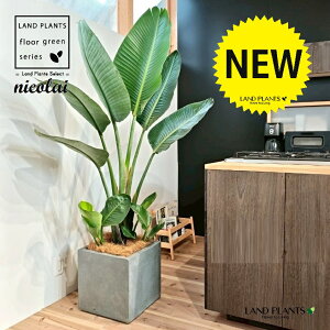 オーガスタ(ストレリチア・ニコライ) 10号 灰色 ファイバー製 キューブ型 陶器鉢 1鉢 【内部受皿・ココファイバー】 ストレリチニコライ ゴクラクチョウカ strelitzianicolai augusta