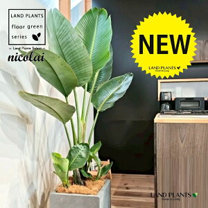 I[KX^iXg`AEjRCj 10 DF t@Co[ L[u^ 픫 1 yMERRt@Co[z Xg`jRC SNN`EJ strelitzianicolai augusta