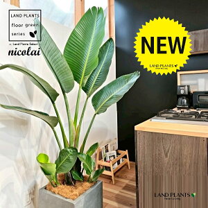 I[KX^iXg`AEjRCj 10 DF t@Co[ L[u^ 픫 1 yMERRt@Co[z Xg`jRC SNN`EJ strelitzianicolai augusta