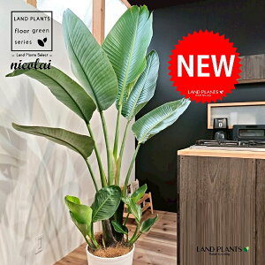 I[KX^iXg`AEjRCj 10 F ZA[g 1 yMERRt@Co[z Xg`jRC SNN`EJ strelitzianicolai augusta