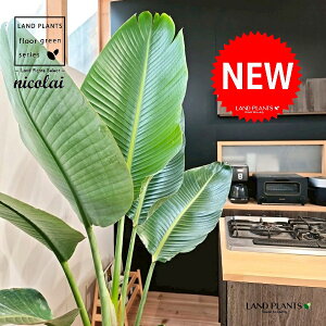 I[KX^iXg`AEjRCj 10 F ZA[g 1 yMERRt@Co[z Xg`jRC SNN`EJ strelitzianicolai augusta