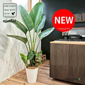 I[KX^iXg`AEjRCj 10 F ZA[g 1 yMERRt@Co[z Xg`jRC SNN`EJ strelitzianicolai augusta