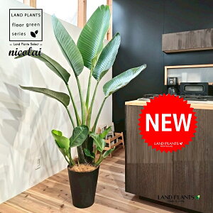 I[KX^iXg`AEjRCj 10 F ZA[g 1 yMERRt@Co[z Xg`jRC SNN`EJ strelitzianicolai augusta