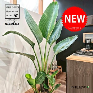 I[KX^iXg`AEjRCj 10 F ZA[g 1 yMERRt@Co[z Xg`jRC SNN`EJ strelitzianicolai augusta