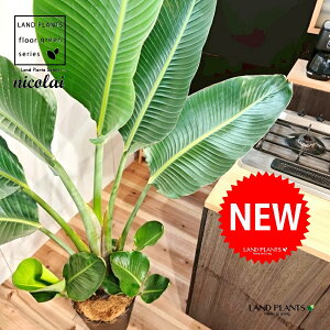 I[KX^iXg`AEjRCj 10 F ZA[g 1 yMERRt@Co[z Xg`jRC SNN`EJ strelitzianicolai augusta