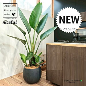 I[KX^iXg`AEjRCj 10 ۂĂ X^CbV 픫 F yMERRt@Co[z Xg`jRC SNN`EJ strelitzianicolai augusta