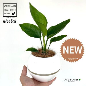 I[KX^iXg`AEjRCj F {[|bg M̎ vX`bN MTCY 1 yRRt@Co[z Xg`jRC SNN`EJ strelitzianicolai augusta