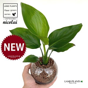 I[KX^iXg`AEjRCj {[^ KXe 1 ynCh{[AEĕz Xg`jRC SNN`EJ nChJ`[ ͔|nChR[ A