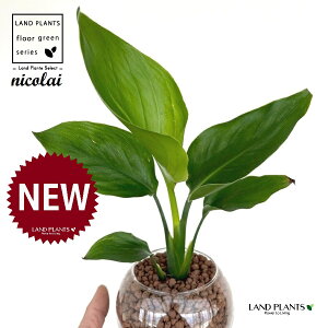 I[KX^iXg`AEjRCj {[^ KXe 1 ynCh{[AEĕz Xg`jRC SNN`EJ nChJ`[ ͔|nChR[ A