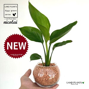 I[KX^iXg`AEjRCj {[^ KXe 1 yZ~XAEĕz Xg`jRC SNN`EJ nChJ`[ ͔|Z~XOj[ A