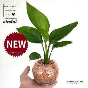 I[KX^iXg`AEjRCj {[^ KXe 1 yZ~XAEĕz Xg`jRC SNN`EJ nChJ`[ ͔|Z~XOj[ A