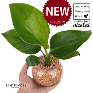 I[KX^iXg`AEjRCj {[^ KXe 1 yZ~XAEĕz Xg`jRC SNN`EJ nChJ`[ ͔|Z~XOj[ A