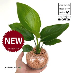 I[KX^iXg`AEjRCj {[^ KXe 1 yZ~XAEĕz Xg`jRC SNN`EJ nChJ`[ ͔|Z~XOj[ A