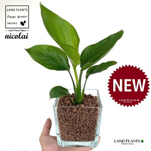 I[KX^iXg`AEjRCj L[u^ KXe 1 ynCh{[AEĕz Xg`jRC SNN`EJ nChJ`[ ͔|nChR[ A