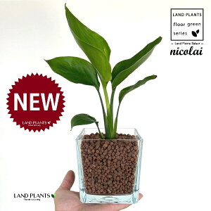 I[KX^iXg`AEjRCj L[u^ KXe 1 ynCh{[AEĕz Xg`jRC SNN`EJ nChJ`[ ͔|nChR[ A