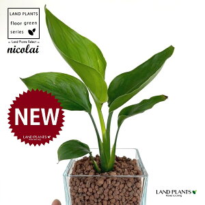 I[KX^iXg`AEjRCj L[u^ KXe 1 ynCh{[AEĕz Xg`jRC SNN`EJ nChJ`[ ͔|nChR[ A