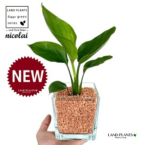 I[KX^iXg`AEjRCj L[u^ KXe 1 yZ~XAEĕz Xg`jRC SNN`EJ nChJ`[ ͔|Z~XOj[ A