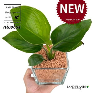 I[KX^iXg`AEjRCj L[u^ KXe 1 yZ~XAEĕz Xg`jRC SNN`EJ nChJ`[ ͔|Z~XOj[ A