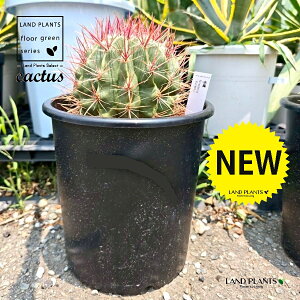 T{eiԖPFtFJN^Xj 8 vX`bNc 1 T{e ڂĂ  A Opuntioideae