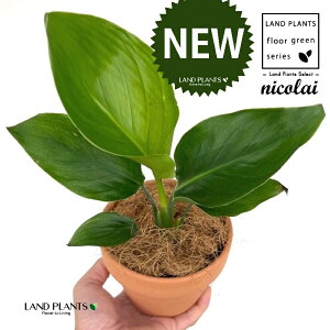 I[KX^iXg`AEjRCj ̂Ȃ fĂ 4 [^ 1 yRRt@Co[z Xg`jRC SNN`EJ strelitzianicolai augusta