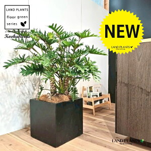 クッカバラ(フィロデンドロン:ザナドゥ) 10号 黒色 ファイバー製 キューブ型 陶器鉢 1鉢 【内部受皿・ココファイバー】 フィロデンドロンザナドゥ セローム Philodendron kookaburra