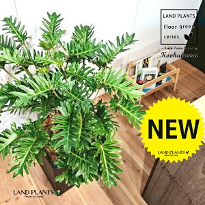 NbJoitBfhFUihDj 10 F t@Co[ L[u^ 픫 1 yMERRt@Co[z tBfhUihD Z[ Philodendron kookaburra