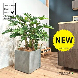 NbJoitBfhFUihDj 10 DF t@Co[ L[u^ 픫 1 yMERRt@Co[z tBfhUihD Z[ Philodendron kookaburra