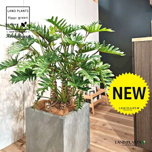 クッカバラ(フィロデンドロン:ザナドゥ) 10号 灰色 ファイバー製 キューブ型 陶器鉢 1鉢 【内部受皿・ココファイバー】 フィロデンドロンザナドゥ セローム Philodendron kookaburra