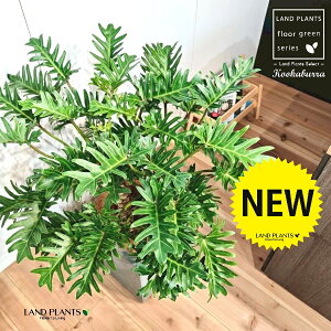 クッカバラ(フィロデンドロン:ザナドゥ) 10号 灰色 ファイバー製 キューブ型 陶器鉢 1鉢 【内部受皿・ココファイバー】 フィロデンドロンザナドゥ セローム Philodendron kookaburra