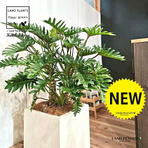 NbJoitBfhFUihDj 10 F t@Co[ L[u^ 픫 1 yMERRt@Co[z tBfhUihD Z[ Philodendron kookaburra